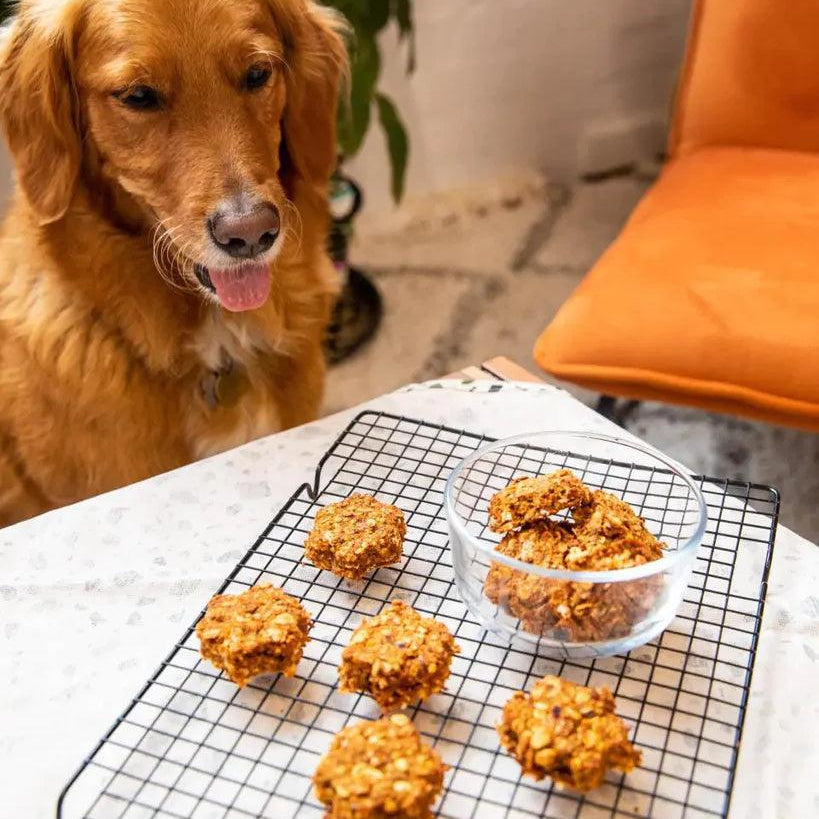 Pulpy Dog Treats - Kuvings.my