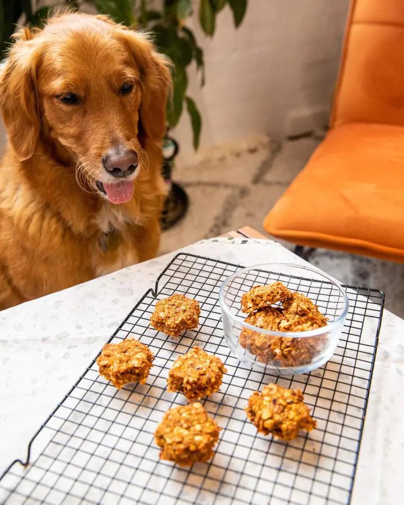 Pulpy Dog Treats - Kuvings.my